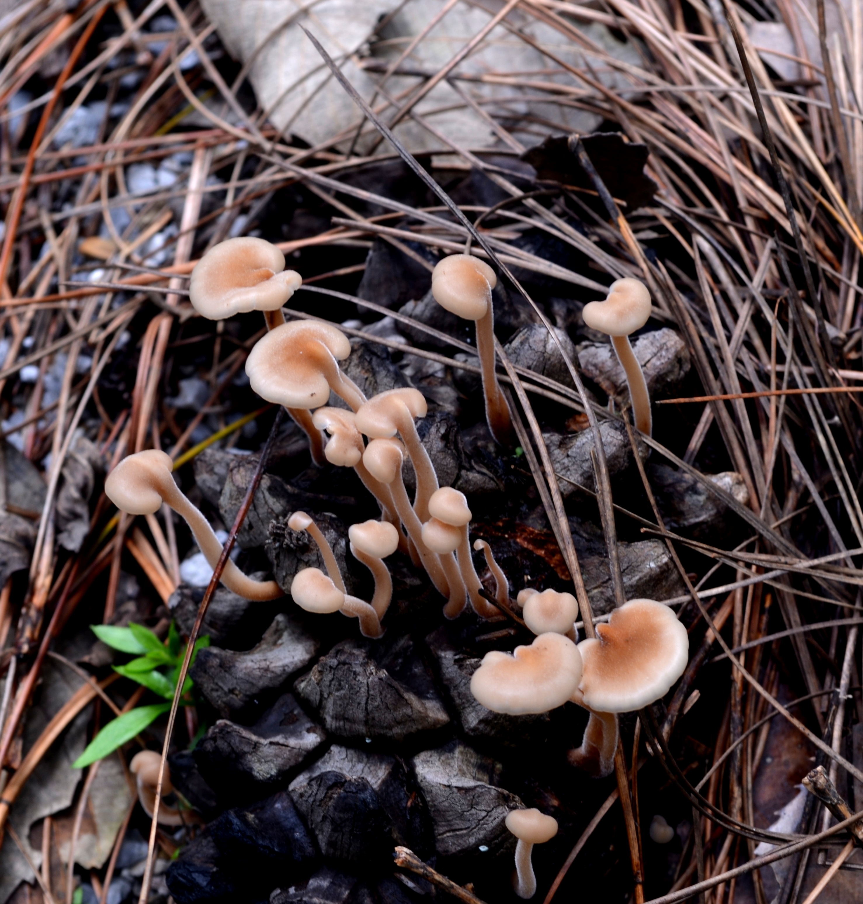 Fungi flora of New forest campus